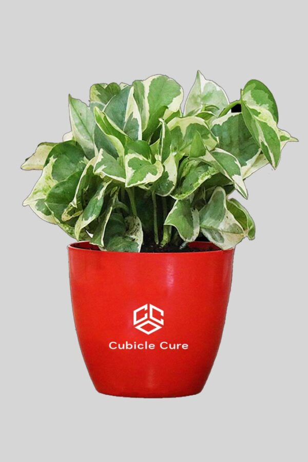Money Plant